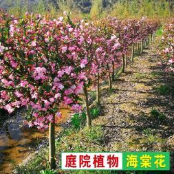 绿地养护服务室内花卉租赁绿植租赁工厂绿化庭院绿化,园林工程