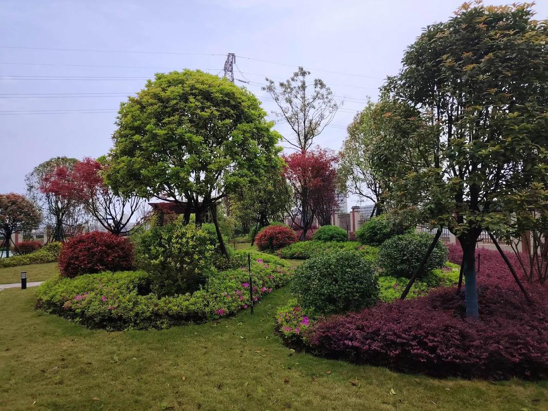 锦源水厂绿化一周年#园林景观工程 #实景拍摄效果 #绿化环境